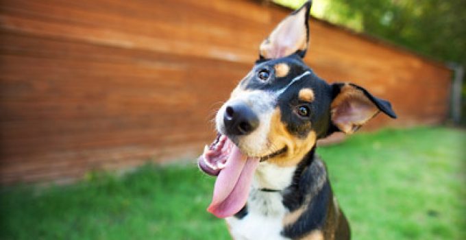 Five Great Ways to Challenge Your Dog’s Mind